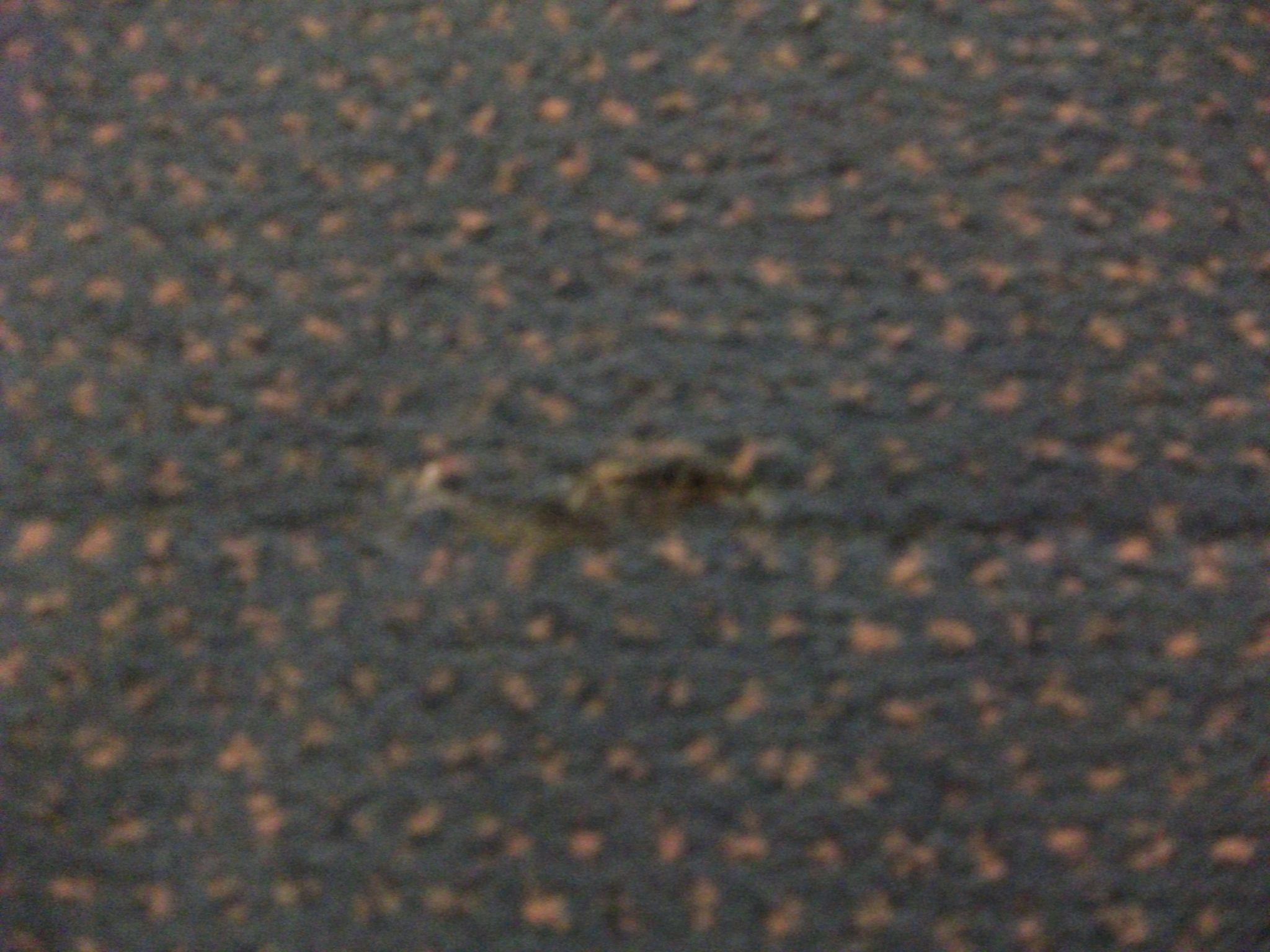 Fraying Carpet Independent Carpet & Flooring Inspector